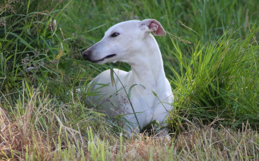 Tess-toscane de l'Empereur Sirius