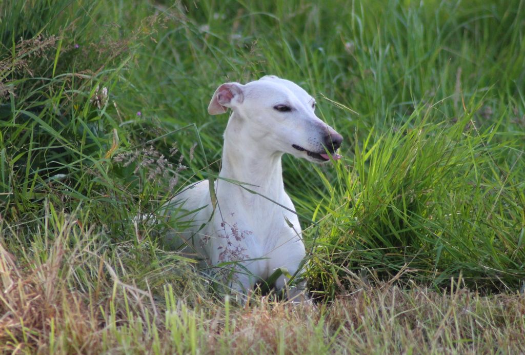 Tess-toscane de l'Empereur Sirius