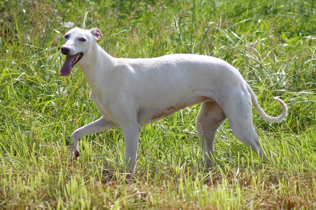 Tess-toscane de l'Empereur Sirius