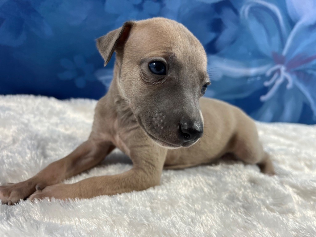 Du Frison Impérial - Chiot disponible  - Whippet