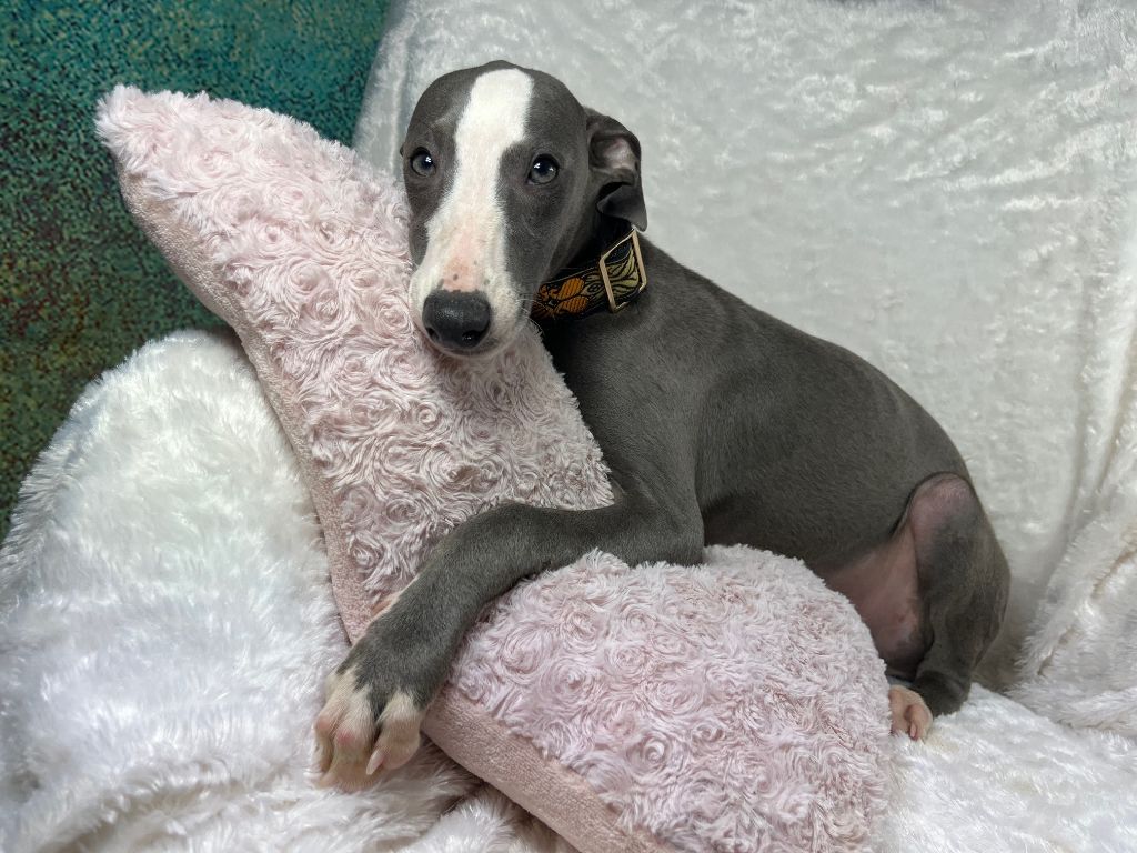 Du Frison Impérial - Chiot disponible  - Whippet