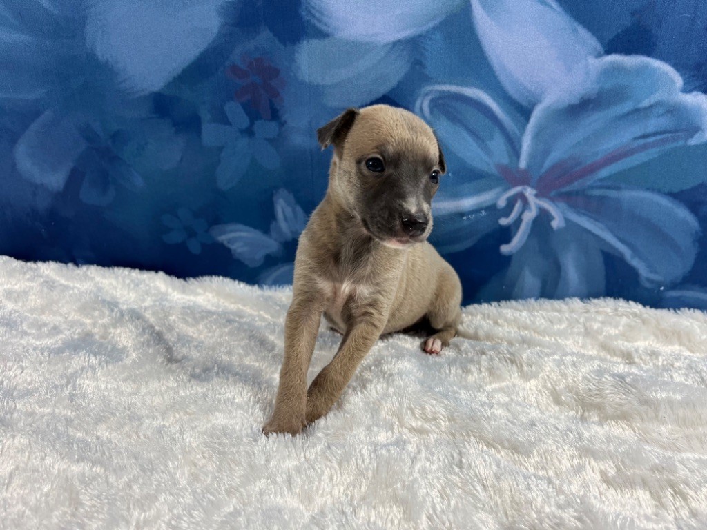 Du Frison Impérial - Chiot disponible  - Whippet