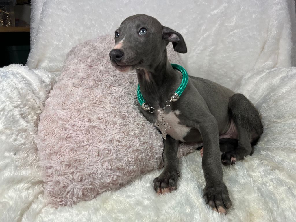 Du Frison Impérial - Chiot disponible  - Whippet