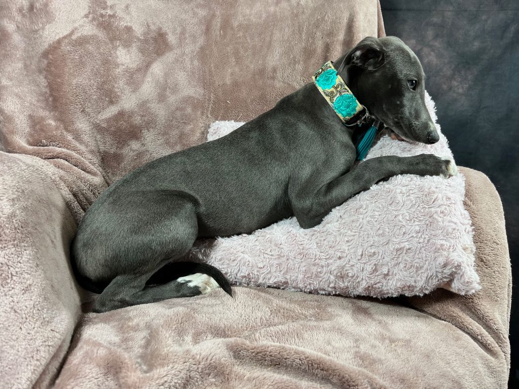 Du Frison Impérial - Chiot disponible  - Whippet