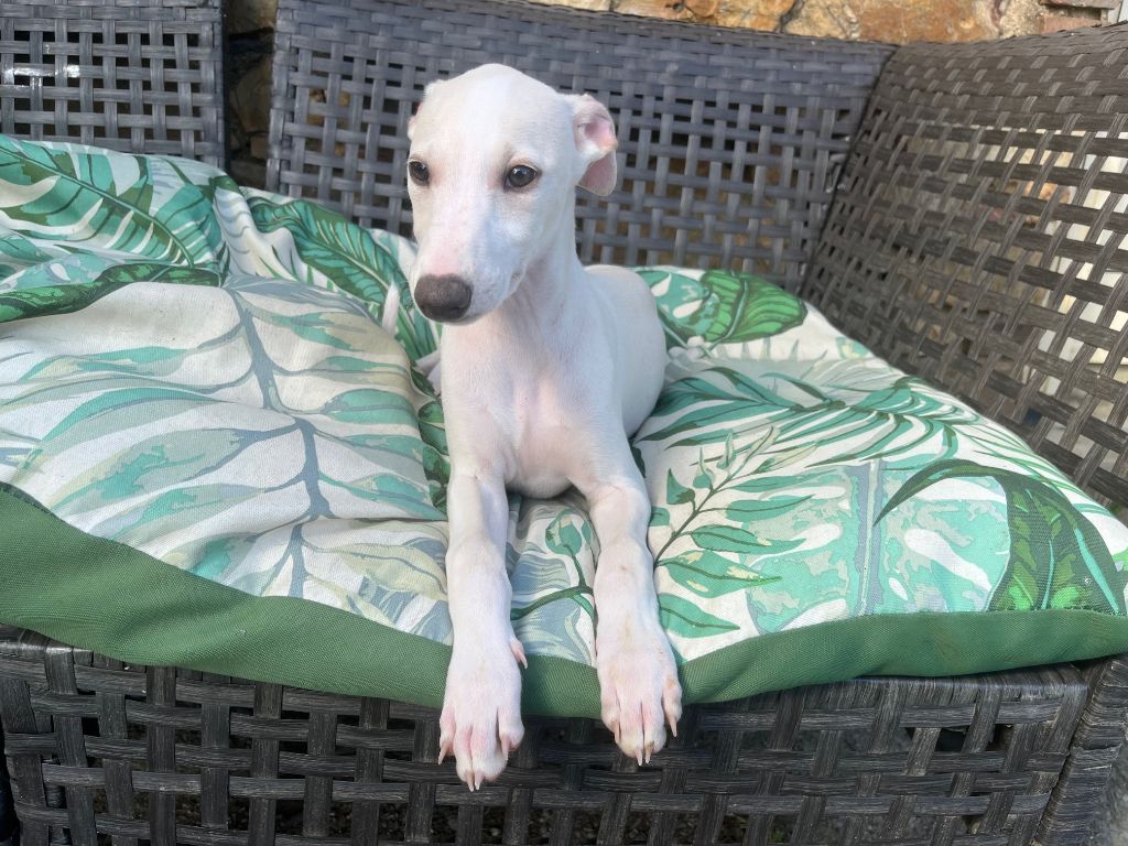 Du Frison Impérial - Chiot disponible  - Whippet