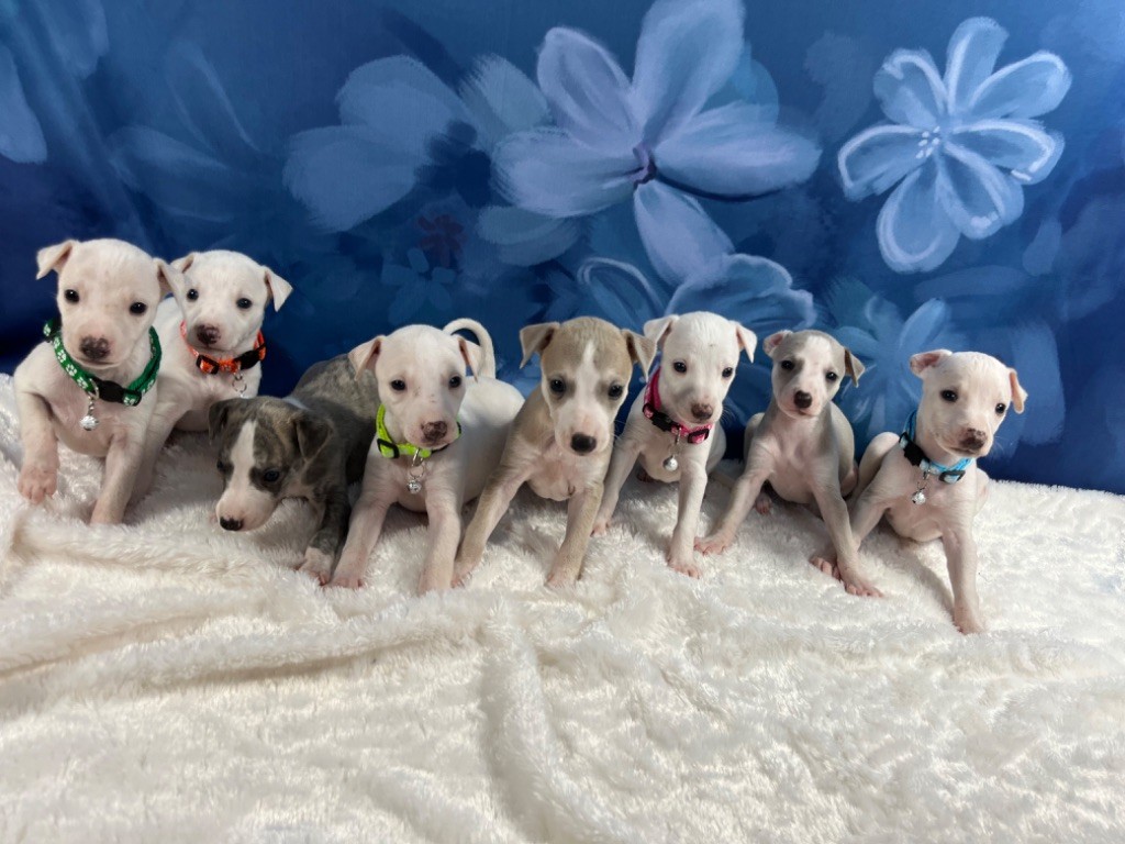 chiot Whippet Du Frison Impérial