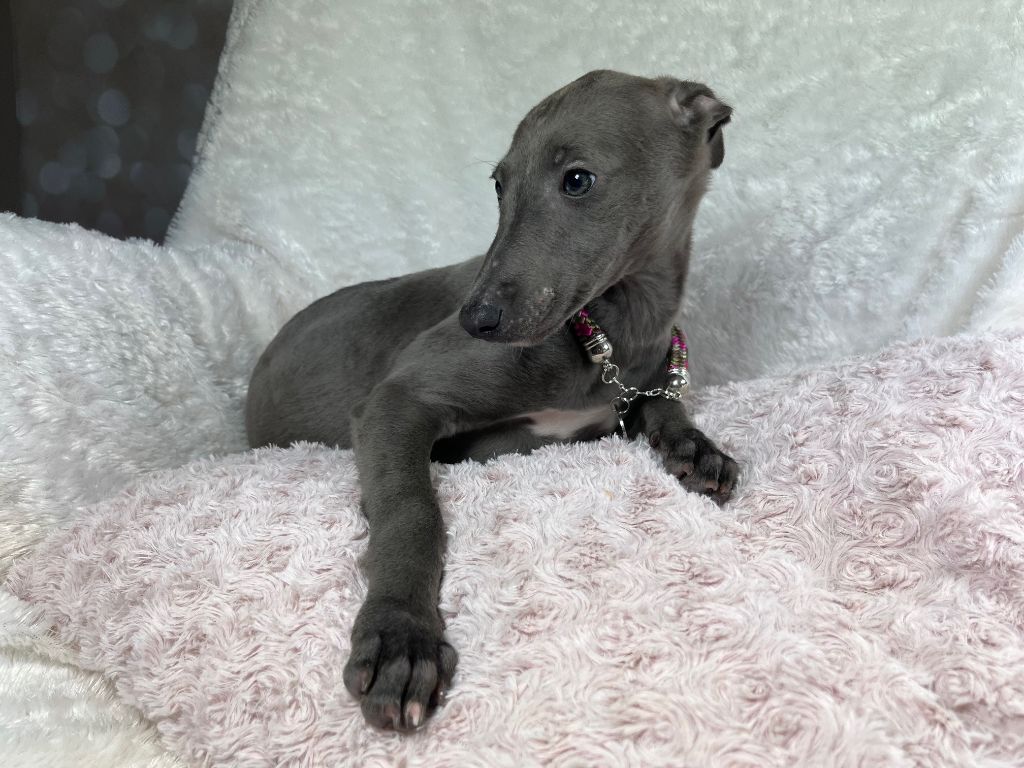 Du Frison Impérial - Chiot disponible  - Whippet