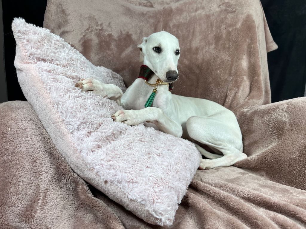 Du Frison Impérial - Chiot disponible  - Whippet