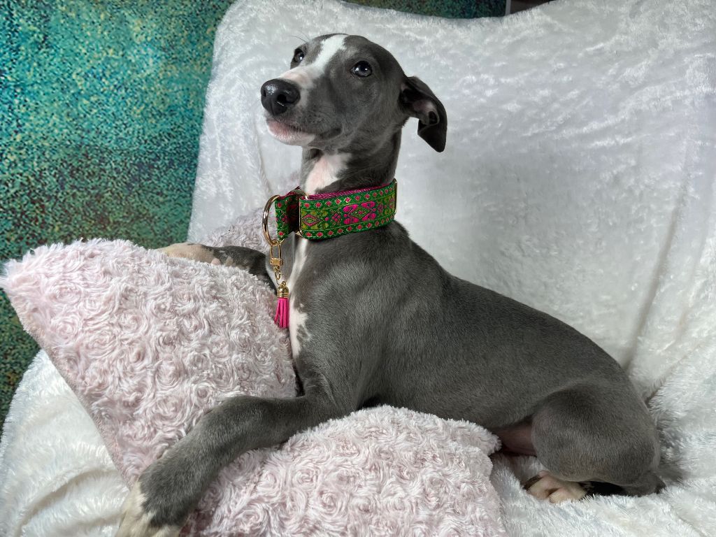 Du Frison Impérial - Chiot disponible  - Whippet