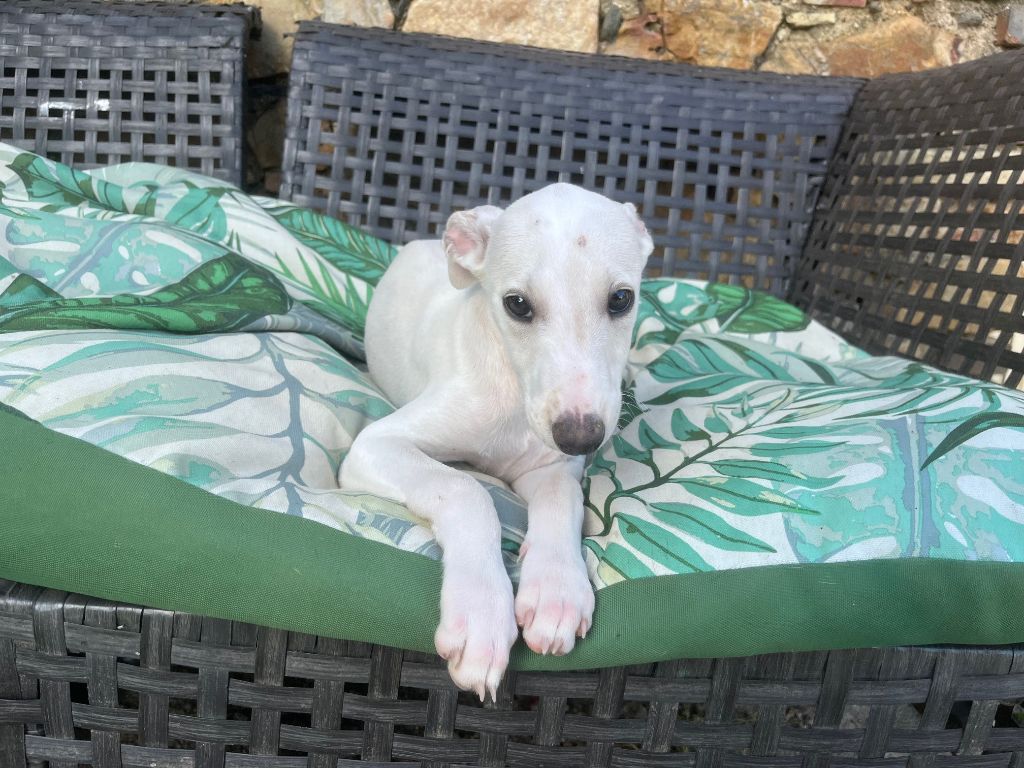 Du Frison Impérial - Chiot disponible  - Whippet