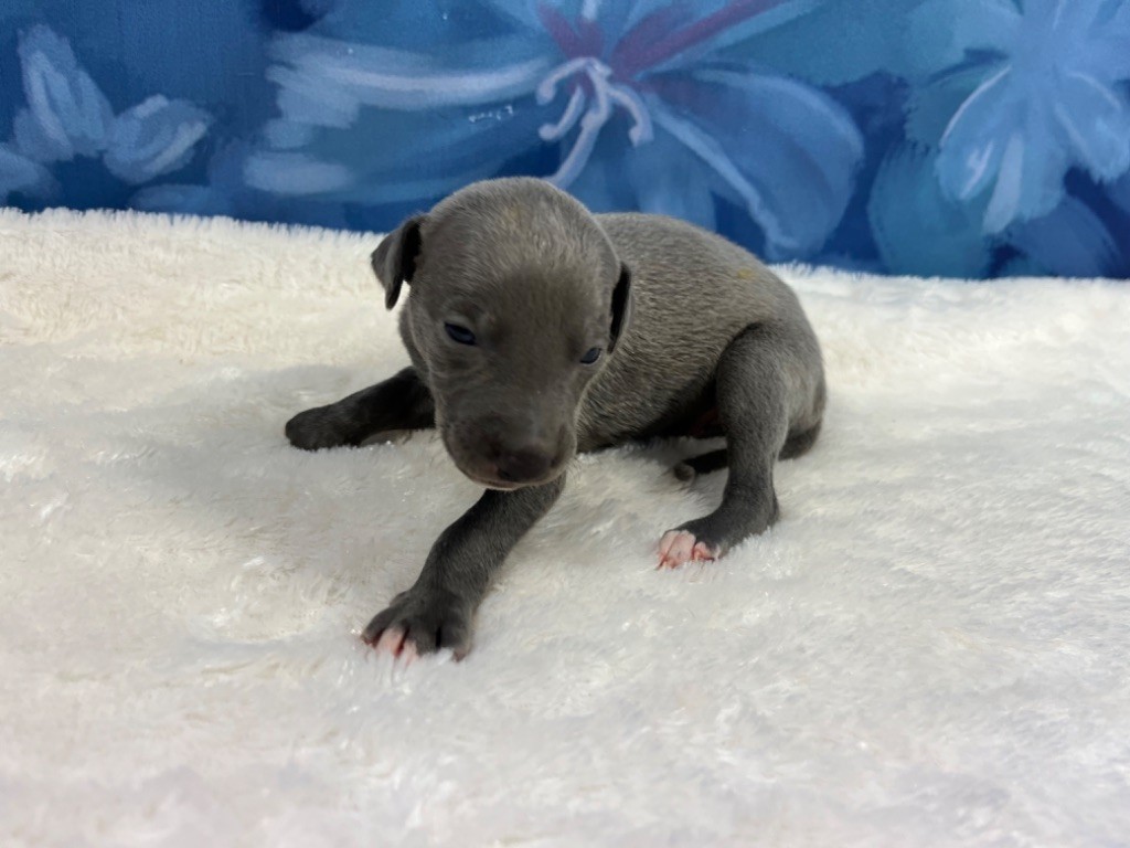 Du Frison Impérial - Chiot disponible  - Whippet