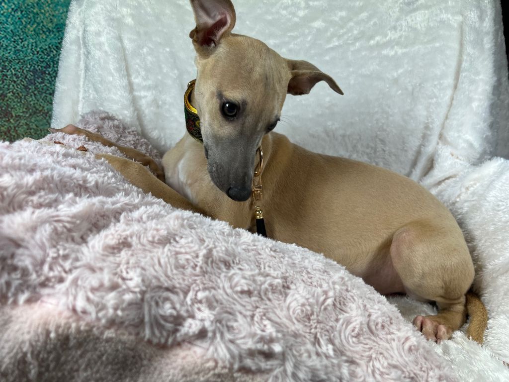 Du Frison Impérial - Chiot disponible  - Whippet