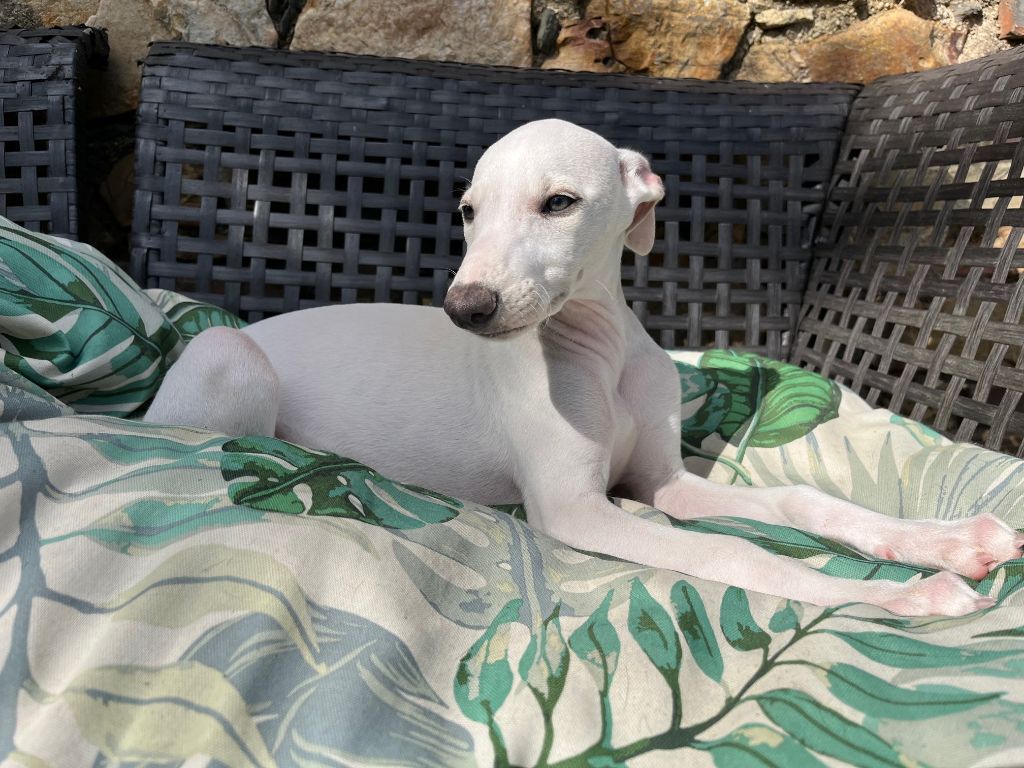 Du Frison Impérial - Chiot disponible  - Whippet