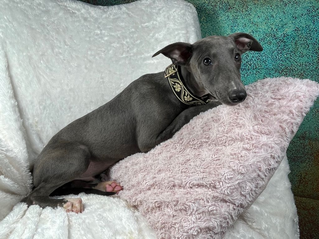 Du Frison Impérial - Chiot disponible  - Whippet