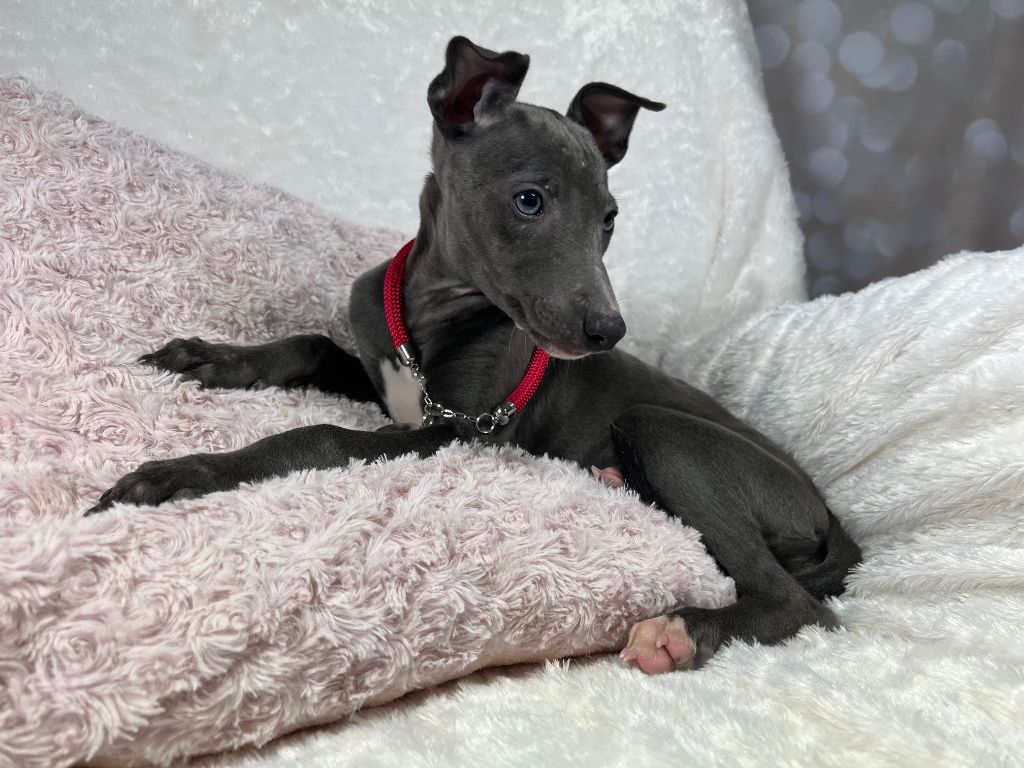 Du Frison Impérial - Chiot disponible  - Whippet