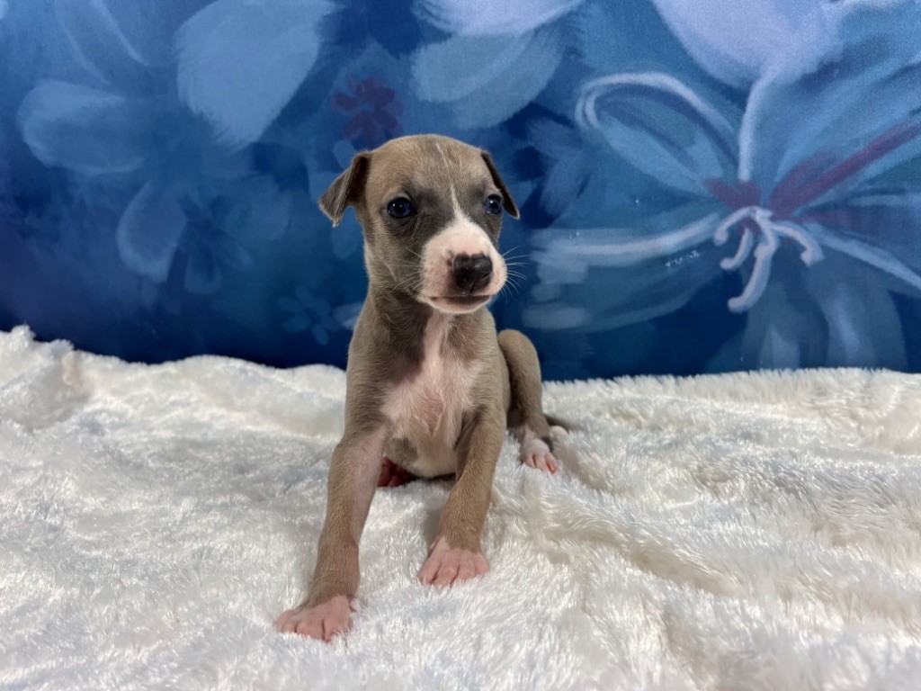 Du Frison Impérial - Chiot disponible  - Whippet