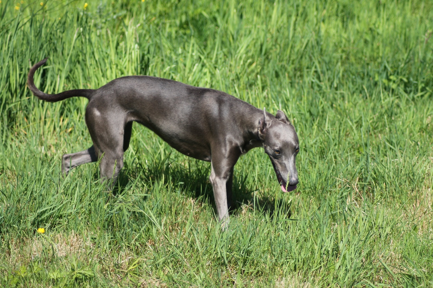 ULIYA Du Frison Impérial