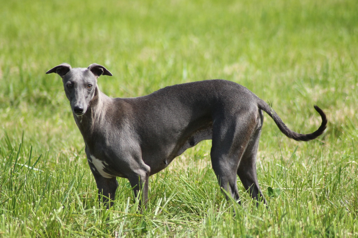 Undra Du Frison Impérial