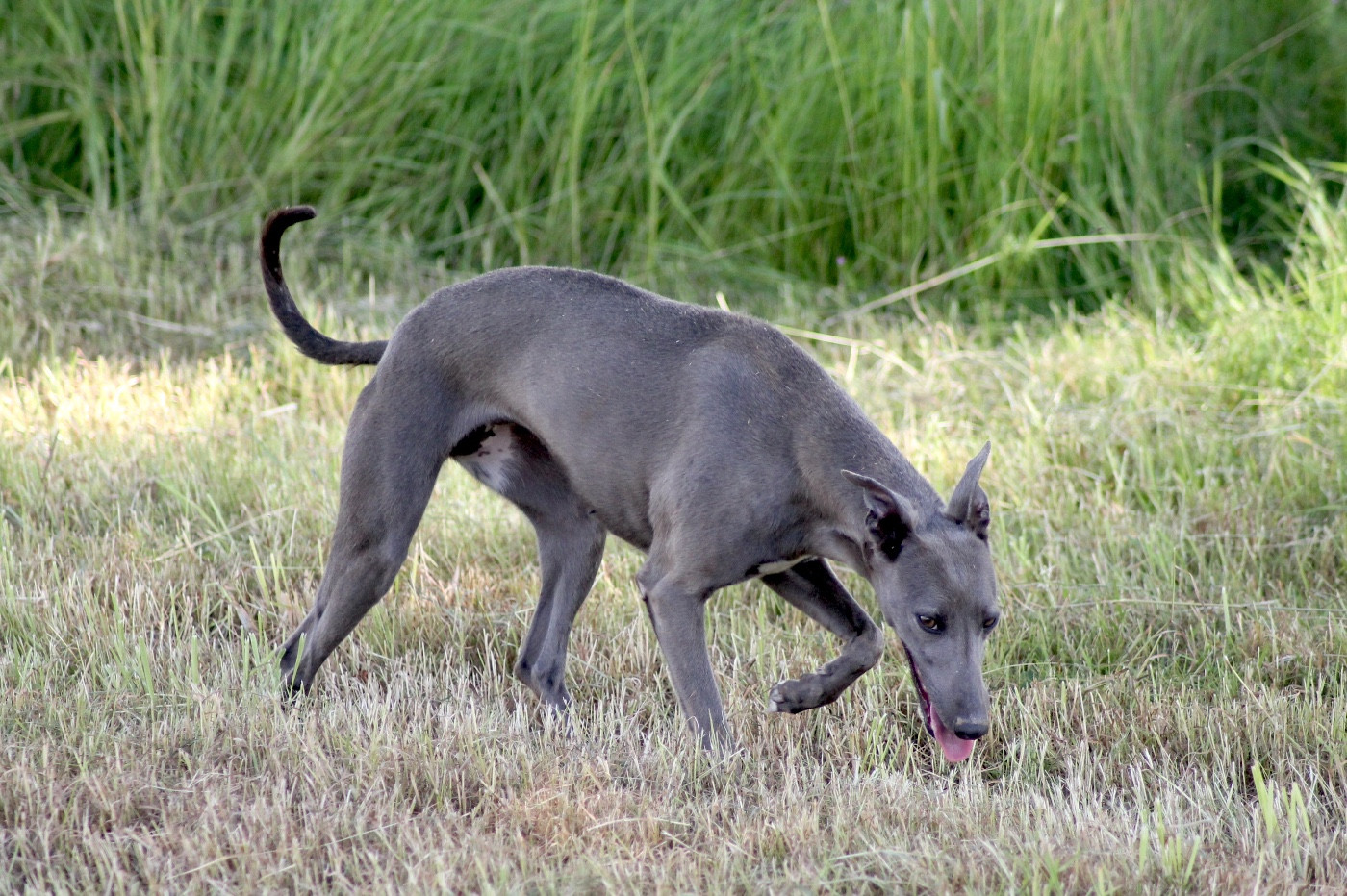Unique Du Frison Impérial
