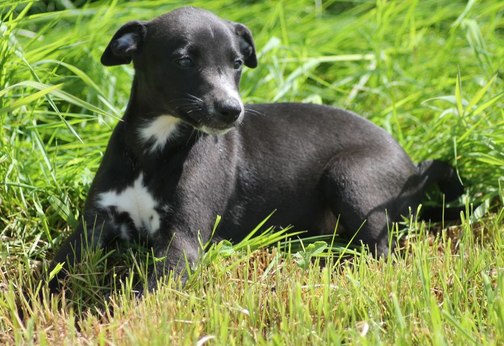 Du Frison Impérial - Chiots disponibles - Whippet