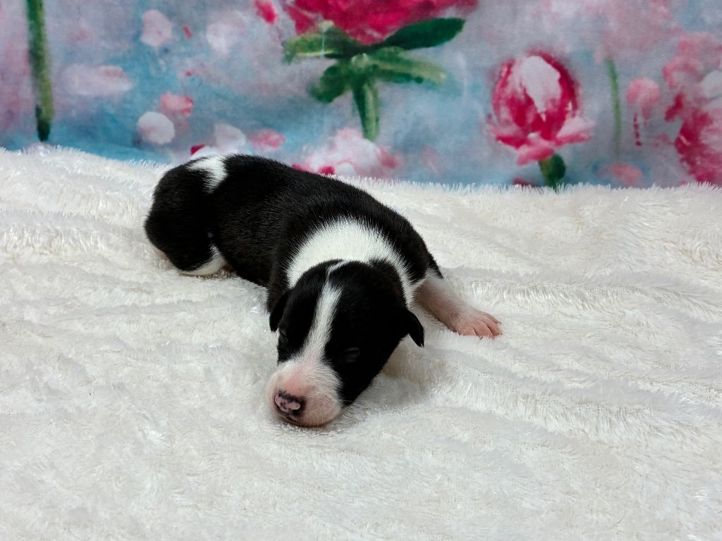 Du Frison Impérial - Chiots disponibles - Whippet