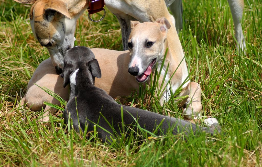 Du Frison Impérial - Chiots disponibles - Whippet