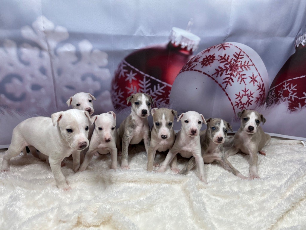Chiot Whippet Du Frison Impérial