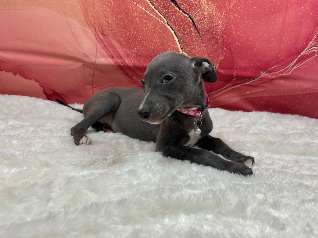 Chiot Whippet Du Frison Impérial