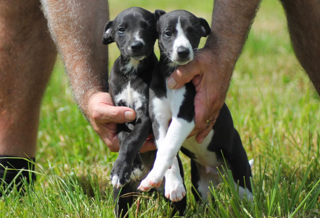 Chiot Whippet Du Frison Impérial