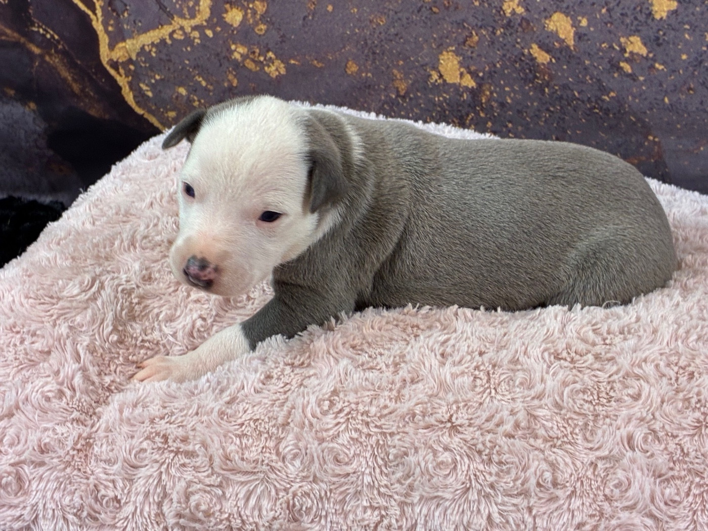 Du Frison Impérial - Chiots disponibles - Whippet