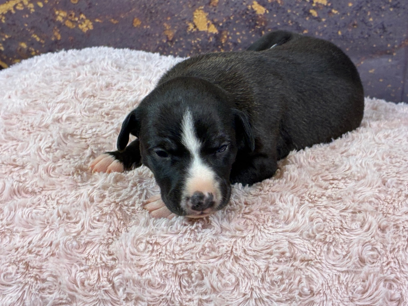 Du Frison Impérial - Chiots disponibles - Whippet