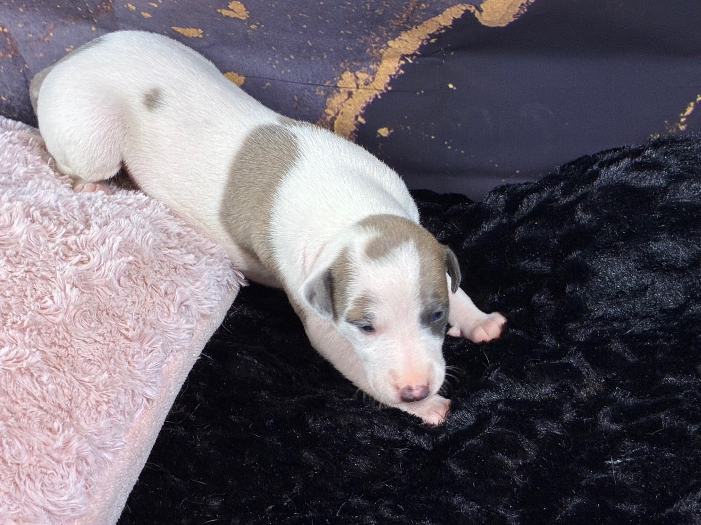 Du Frison Impérial - Chiots disponibles - Whippet