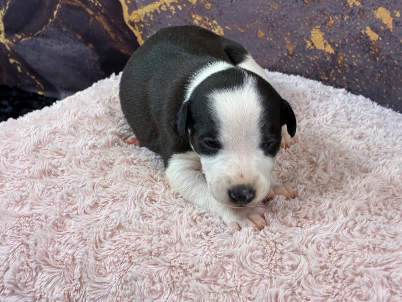 Du Frison Impérial - Chiots disponibles - Whippet