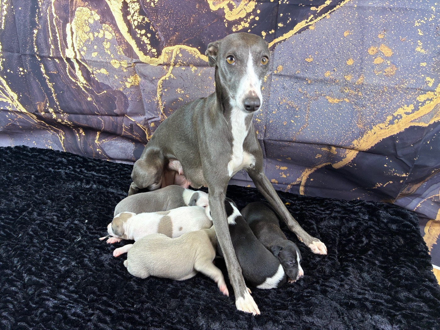 Chiot Whippet Du Frison Impérial