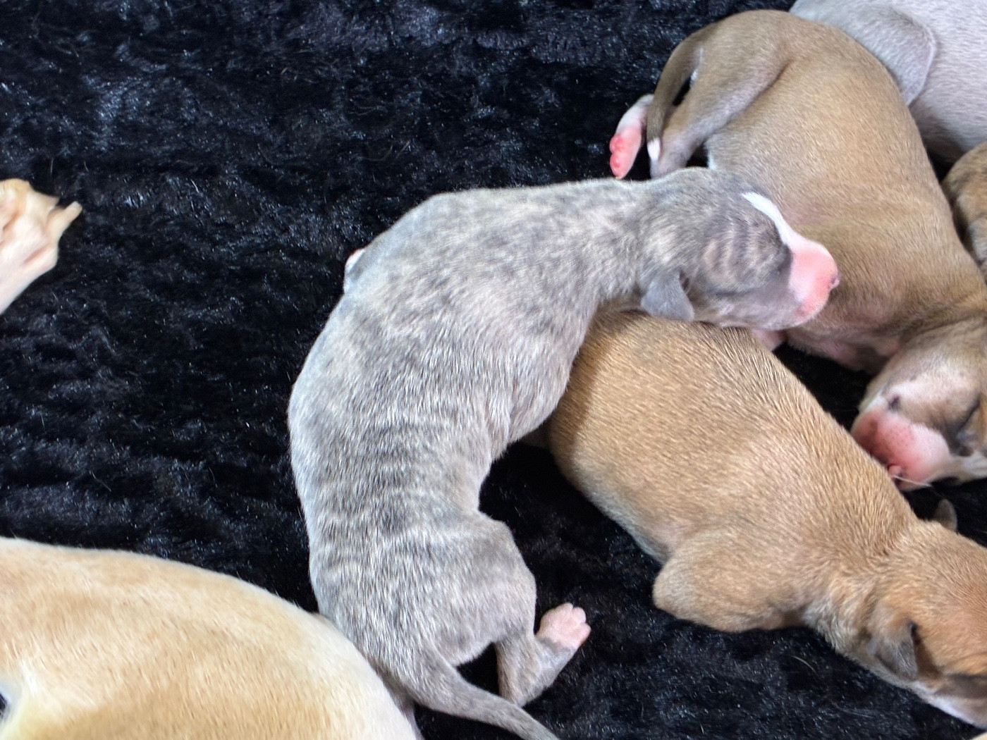 Du Frison Impérial - Chiots disponibles - Whippet