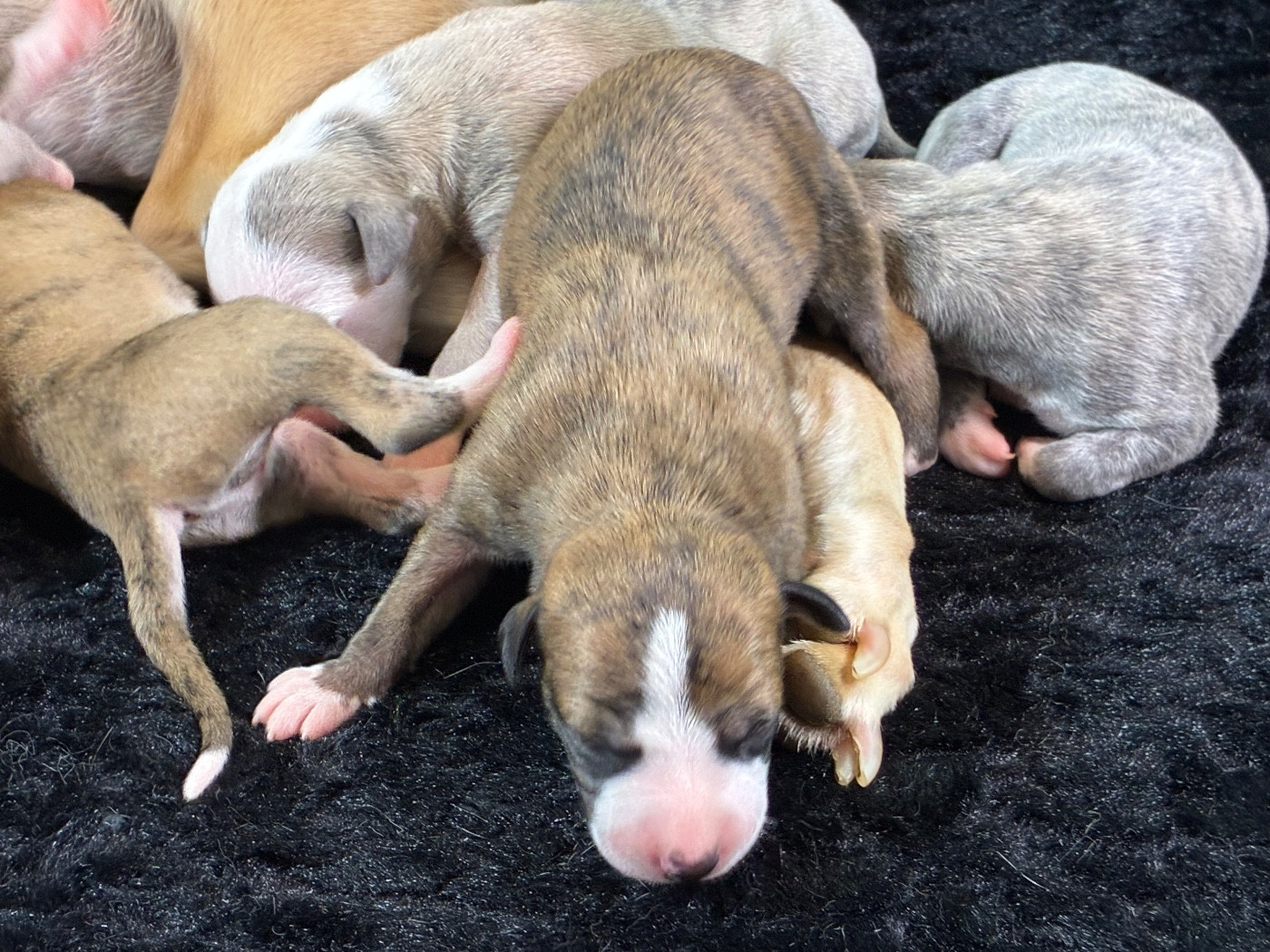 Du Frison Impérial - Chiots disponibles - Whippet