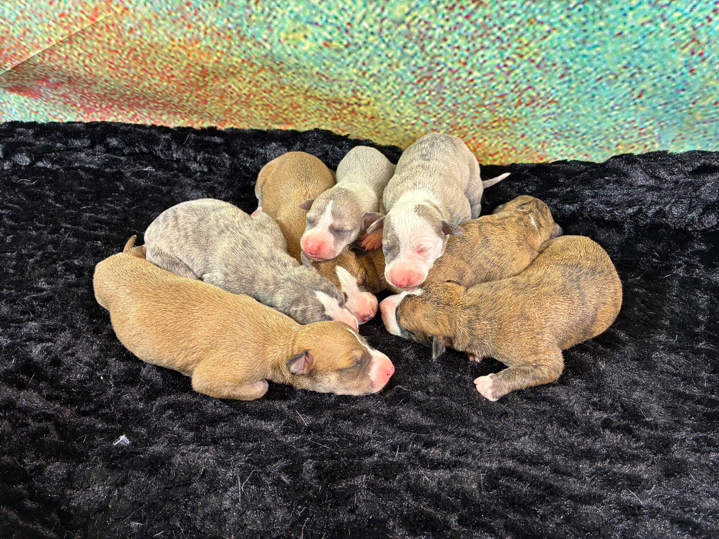 Chiot Whippet Du Frison Impérial