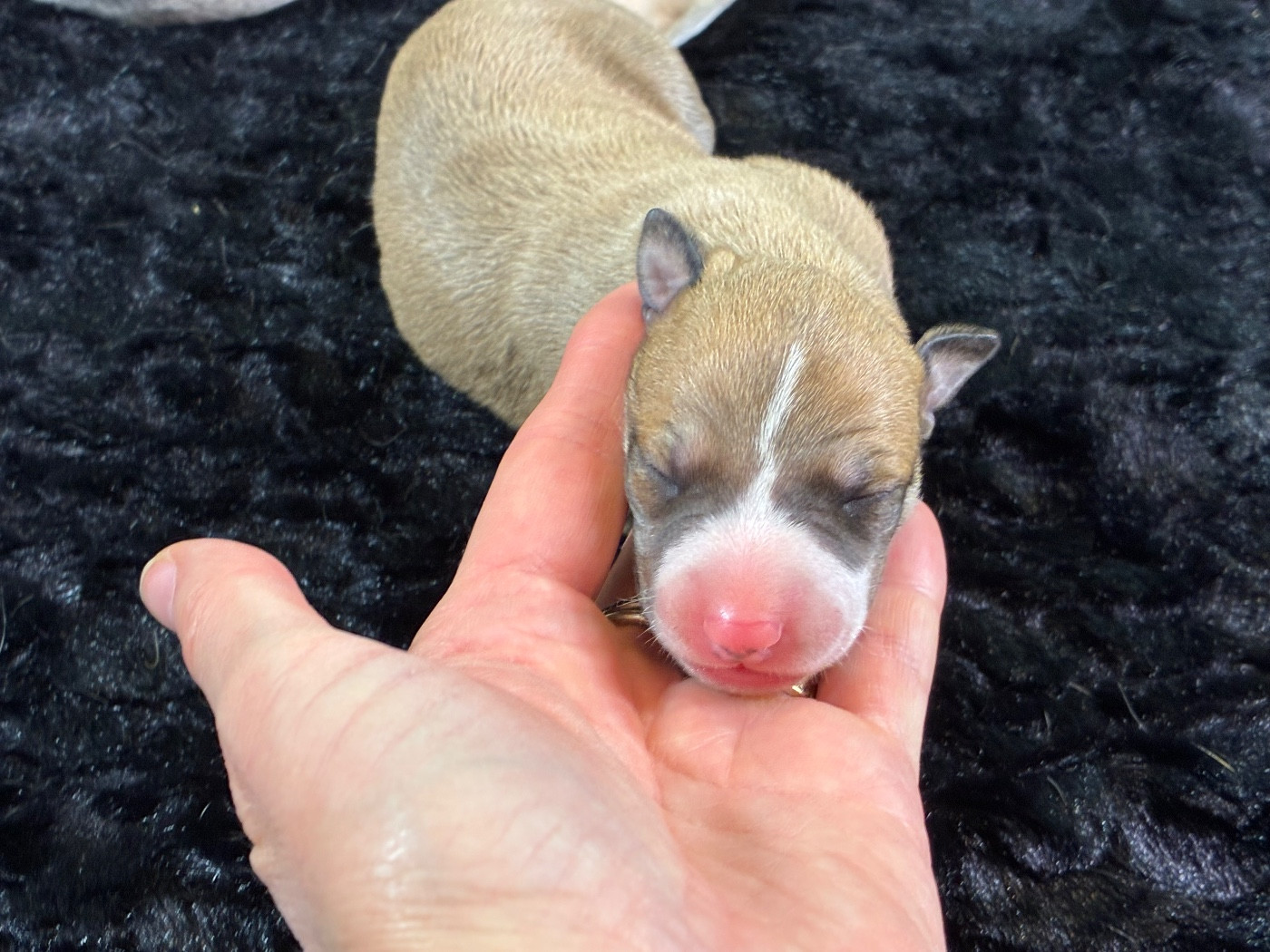 Du Frison Impérial - Chiots disponibles - Whippet