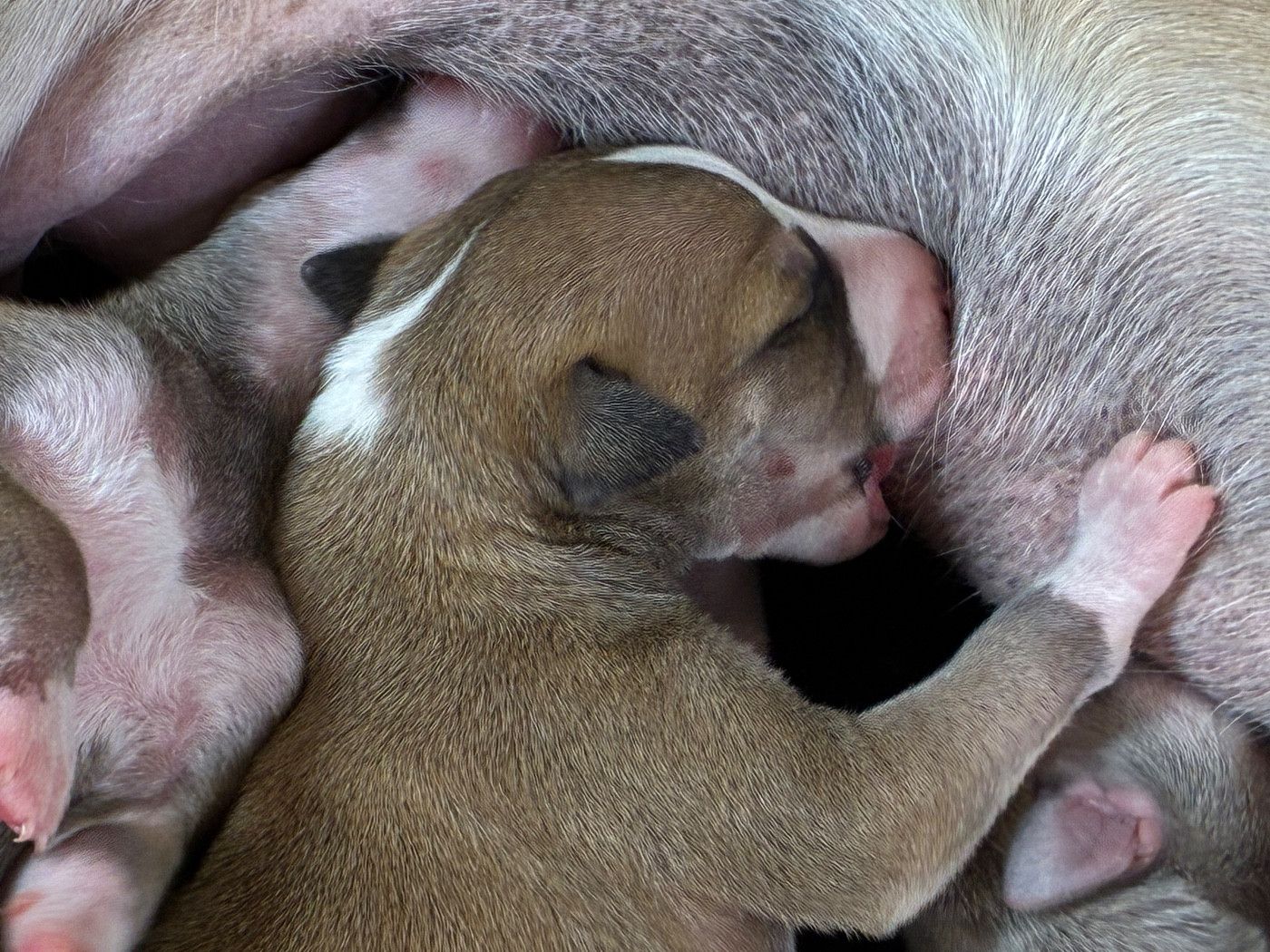 Du Frison Impérial - Chiots disponibles - Whippet