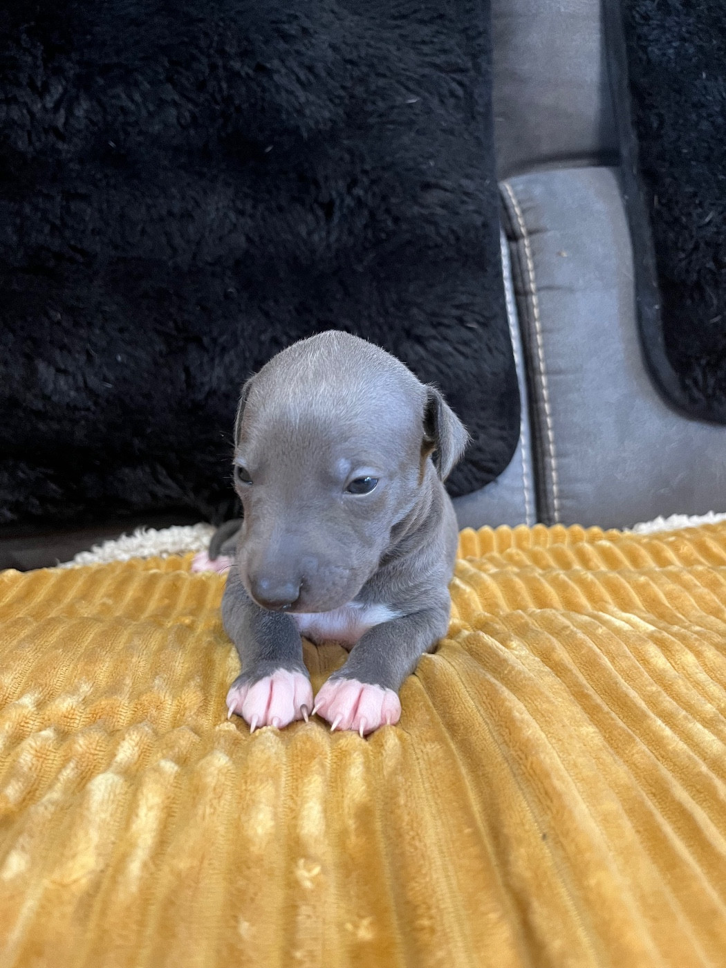 Du Frison Impérial - Chiots disponibles - Whippet