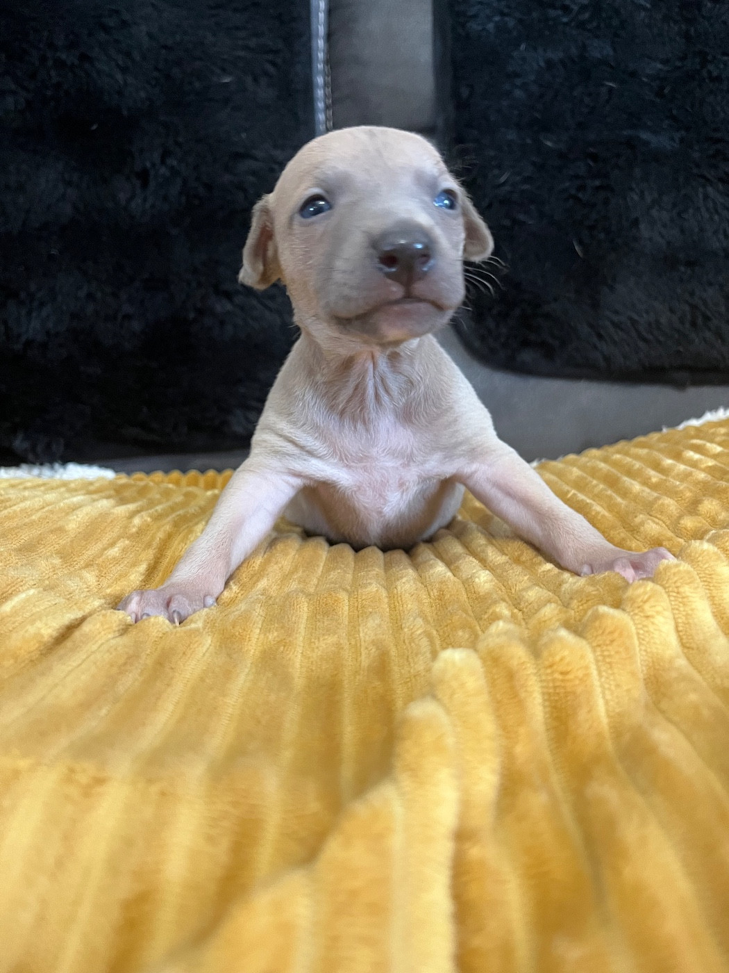 Du Frison Impérial - Chiots disponibles - Whippet