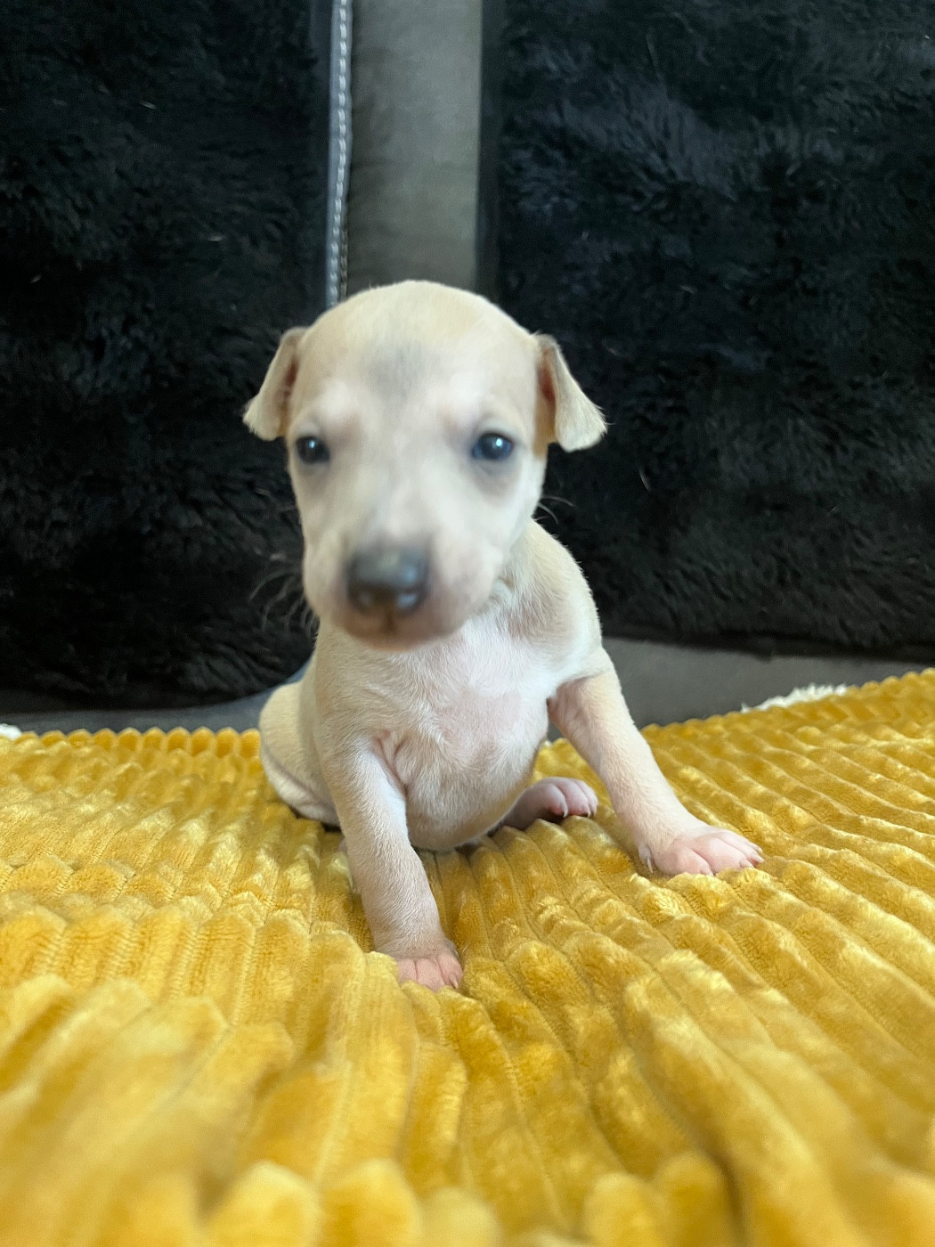 Du Frison Impérial - Chiots disponibles - Whippet
