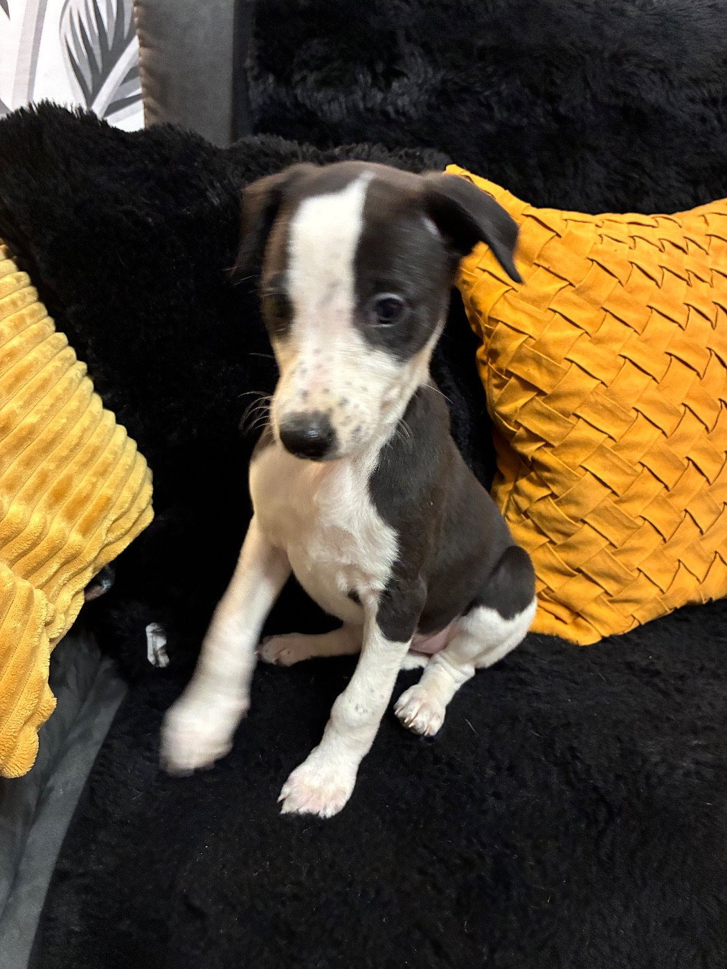 Du Frison Impérial - Chiots disponibles - Whippet