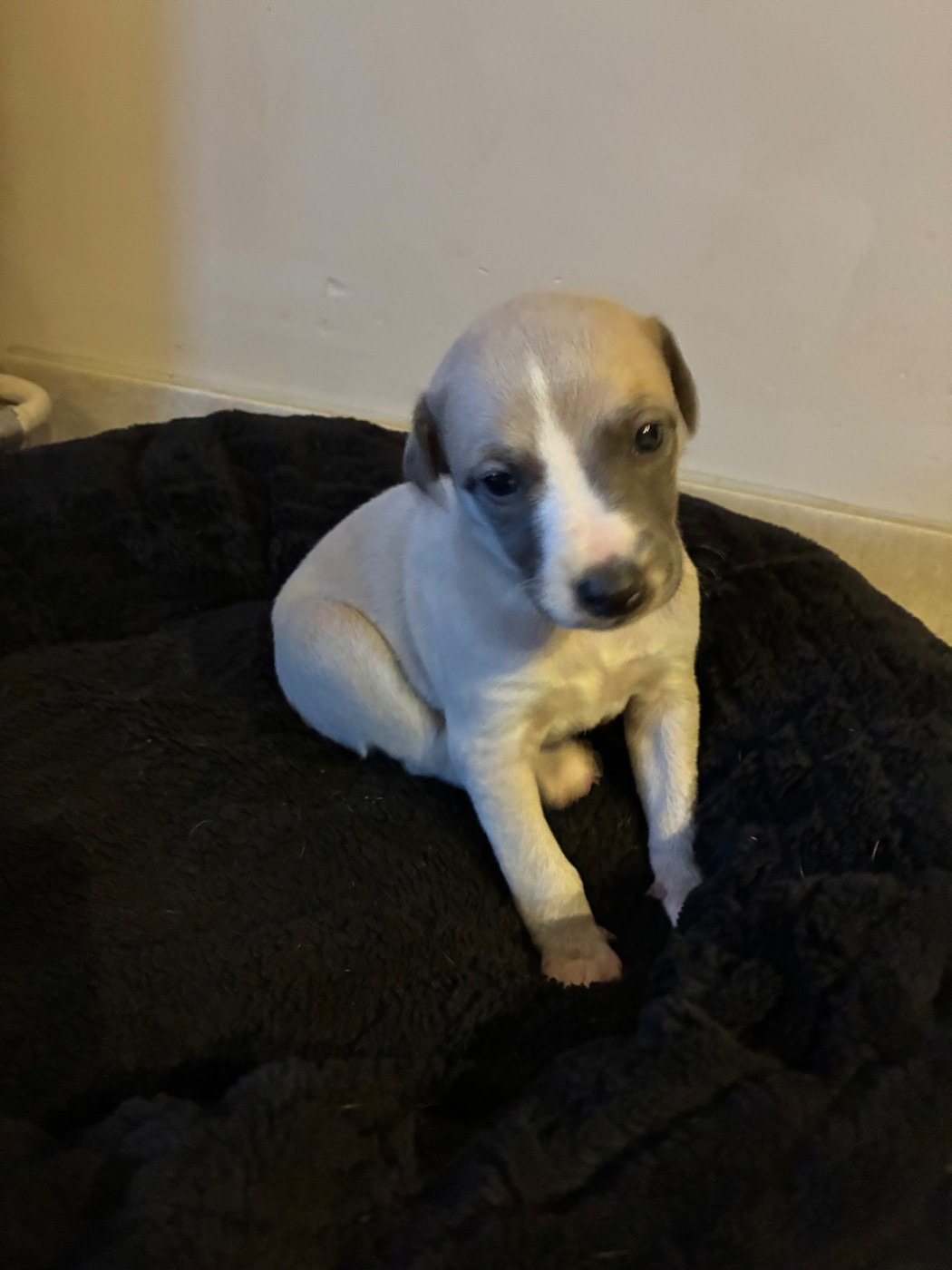 Du Frison Impérial - Chiots disponibles - Whippet