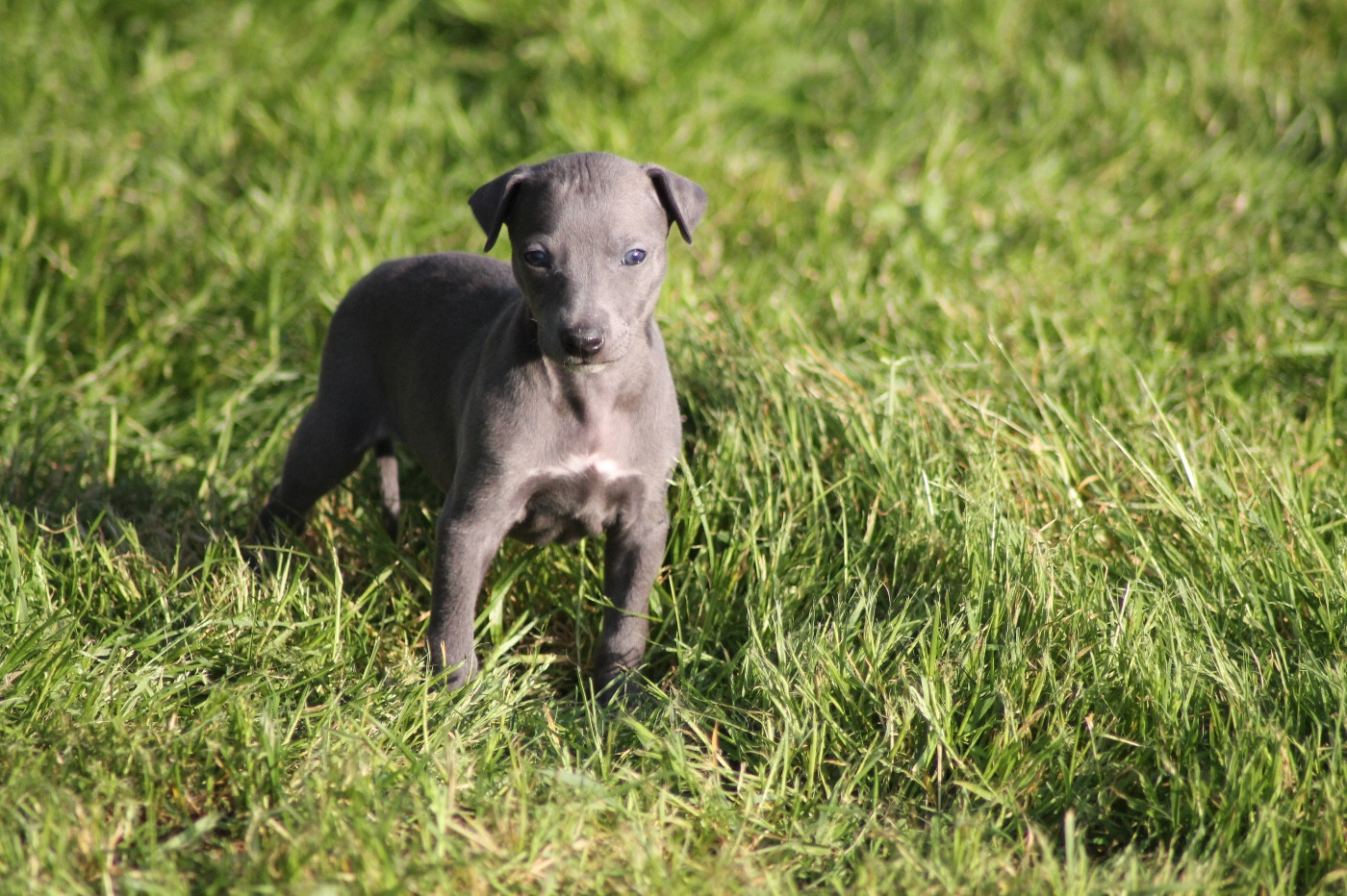 Du Frison Impérial - Chiots disponibles - Whippet
