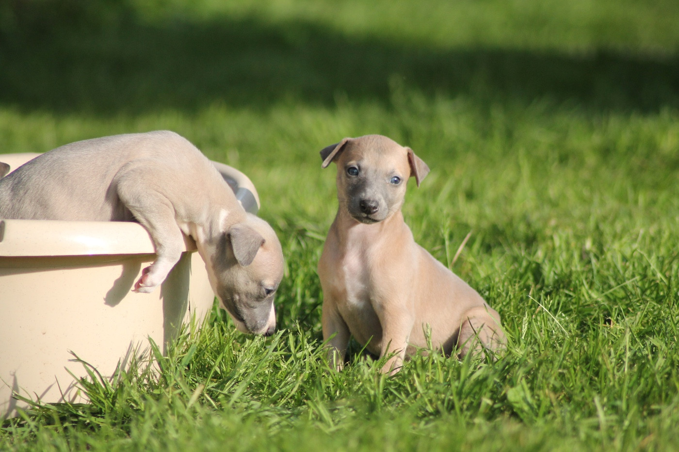 Du Frison Impérial - Chiots disponibles - Whippet