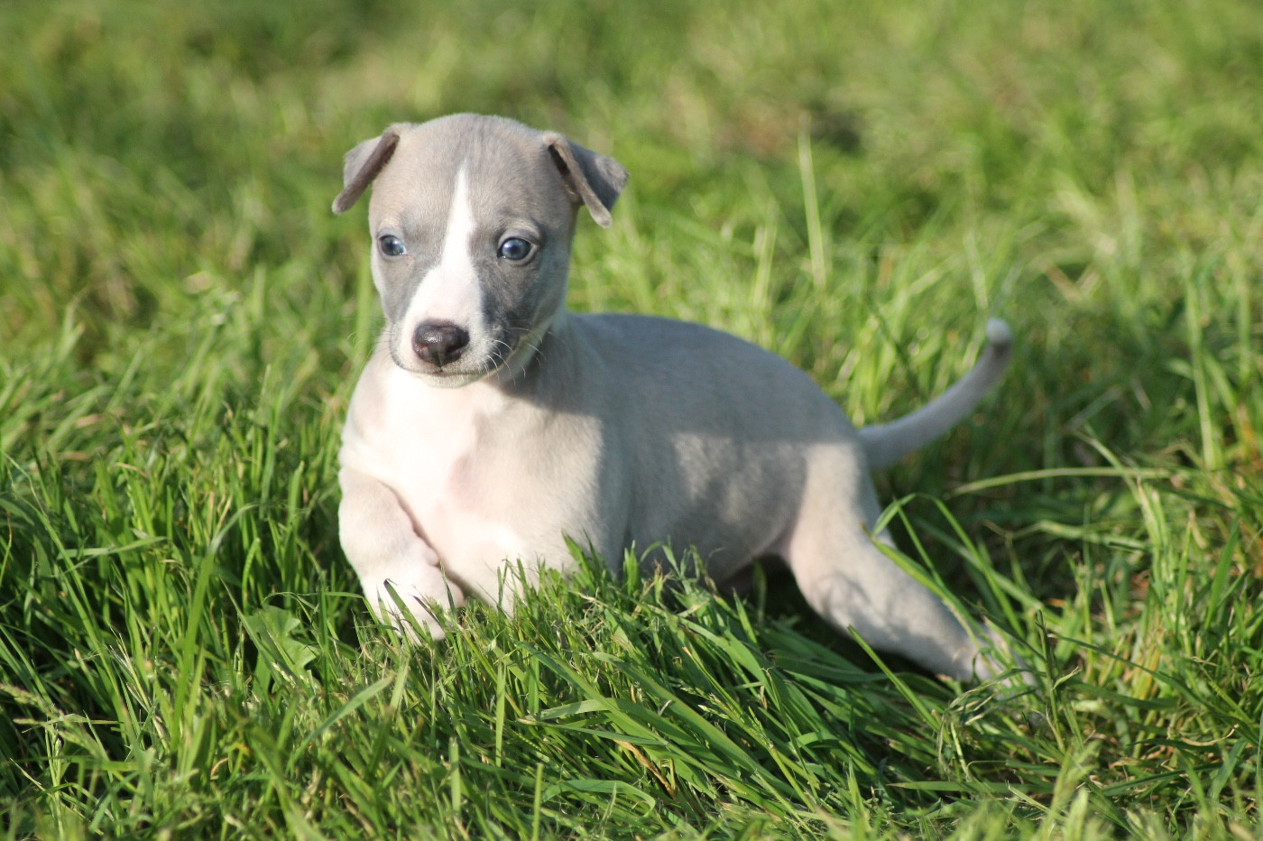 Du Frison Impérial - Chiots disponibles - Whippet