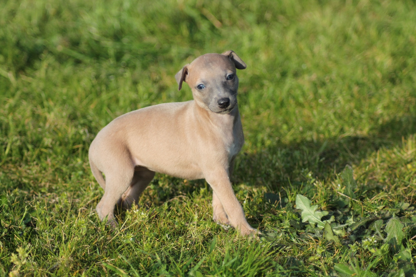 Du Frison Impérial - Chiots disponibles - Whippet