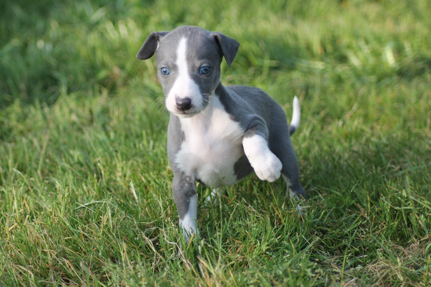 Du Frison Impérial - Chiots disponibles - Whippet