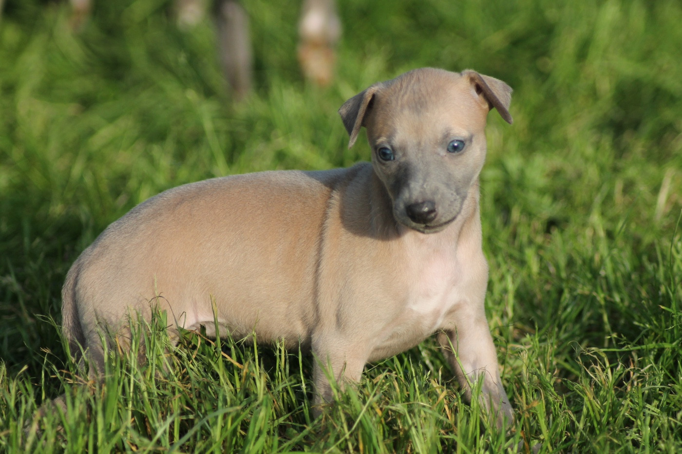 Du Frison Impérial - Chiots disponibles - Whippet
